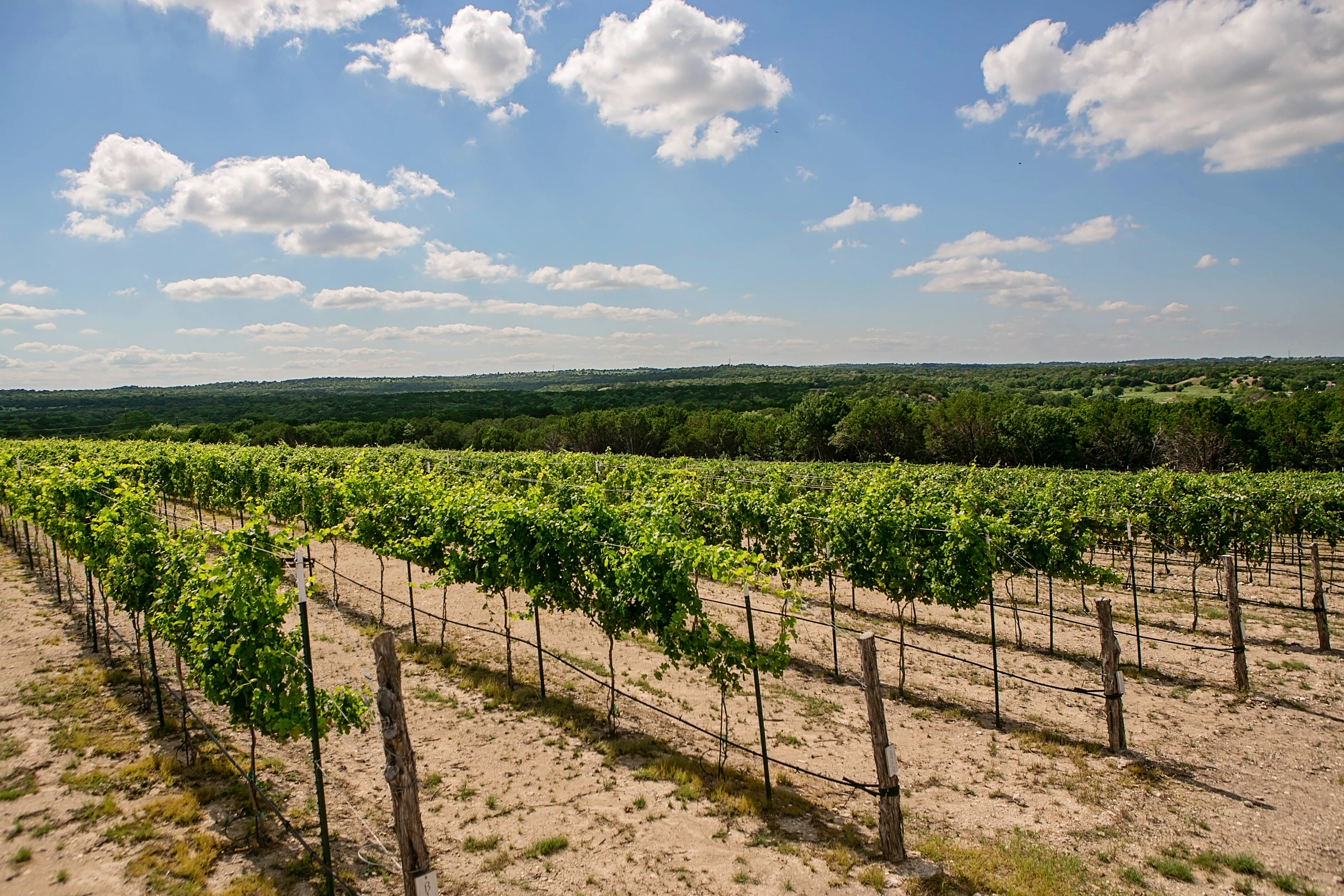 Our Vineyards